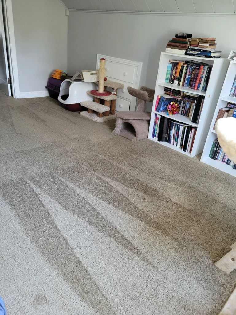 Vacuumed carpet in a cat-friendly Connecticut room with visible fresh cleaning lines